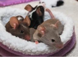 Mice as Pets