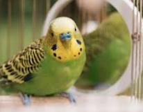 INDOOR BIRDS