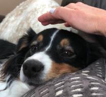 Animal Communication and Healing