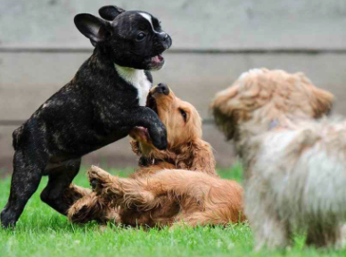 Puppy Training and Socialization