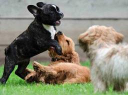 Puppy Training and Socialization
