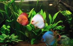 Pet Fish