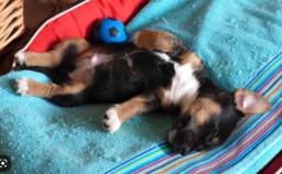 Bringing a Puppy Home: