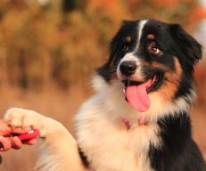 Puppy Trainers vs. Behaviourists