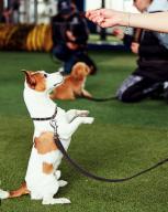 Where to train your Puppy Home or Away