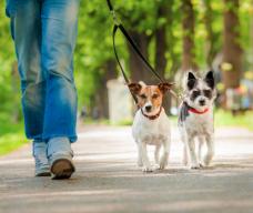 Puppy Obedience Trainers