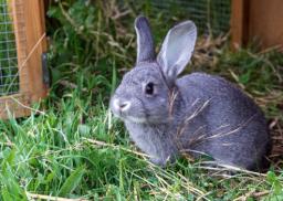 What is the Best Hutch for my Rabbit