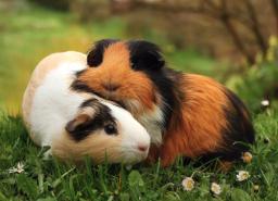 What age is appropriate to own a Guinea Pig