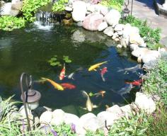 Starting a Koi Fish Pond