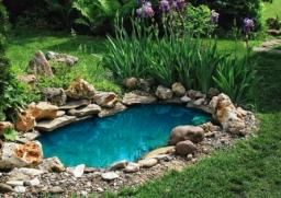 A Fish Pond in my garden