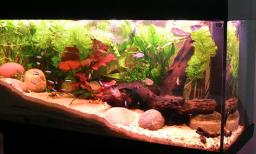 How to set up a Tropical Fish Tank