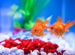 Help! My kids want a fish tank
