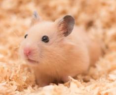 Getting a Pet Hamster and all it entails