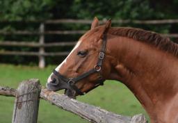 Horse Behaviourists