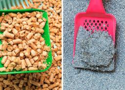 What Cat Litter is Best