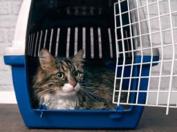 Traveling with my cat