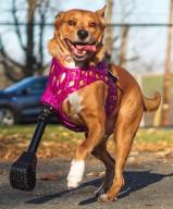 Prosthetics and Braces for Pets