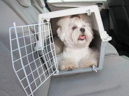 Transporting your dog