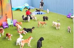 How to Choose the correct Doggy daycare facility