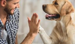 What is Animal Assisted Activities