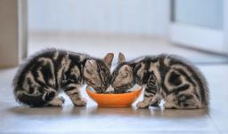 What to feed your kitten and why