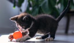 What toys are best for your kitten and why?