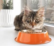 Veterinarian prescribed cat food, why?