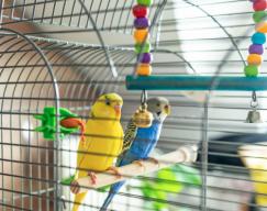 What I need to know when buying a bird cage