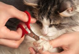 How to maintain your cats claws