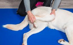 Physiotherapists for dogs