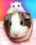 Guinea Pigs or Hamsters which would work best for me