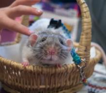 Do Rats make good pets?