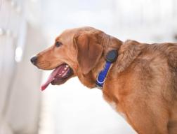 Why do you need a pet activity monitor