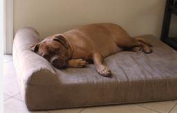 What Dog Bed is Best for an Older Dog