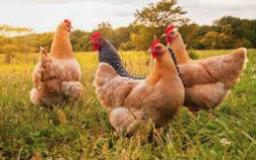 Raising Chickens for Homeowners in South Africa