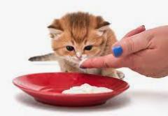 Weaning Cats off Milk, Substitutes, Timing, and Considerations