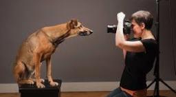 Capturing the Essence: The Art of Pet Photography