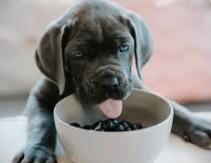 Nourishing Your New Best Friend: A Guide to Puppy Food and Weaning