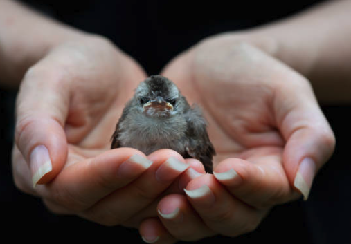 Signs a Bird Needs Help