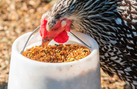 Understanding the Different Types of Chicken Feed: Which One Is Right for Your Flock?