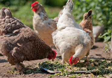 Common Chicken Illnesses