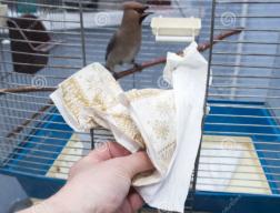 Cleaning the Perches and Toys in Your Indoor Bird Cage