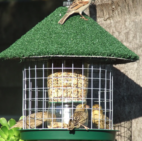 How to Choose the Best Wild Bird Feeder for Your Garden in South Africa