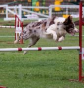 Canine Active Dog Agility Training Central Westville Agility Training 1_small