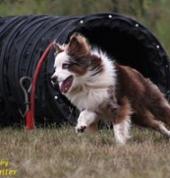 Canine Active Dog Agility Training Central Westville Agility Training 3_small