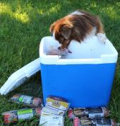 Alpha Pet Products Durban North CBD Frozen & Raw Dog Food 1_small