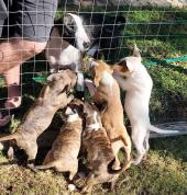 Vermeulen Bullies Monavoni Breeders 1_small