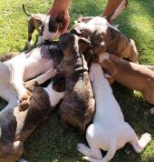 Vermeulen Bullies Monavoni Breeders 2_small