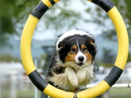 The Sport of Dog Agility