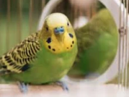 INDOOR BIRDS